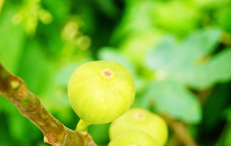 5種人不能吃無花果 孕婦能不能吃無花果 5種人不能吃無花果 孕婦能不能吃無花果