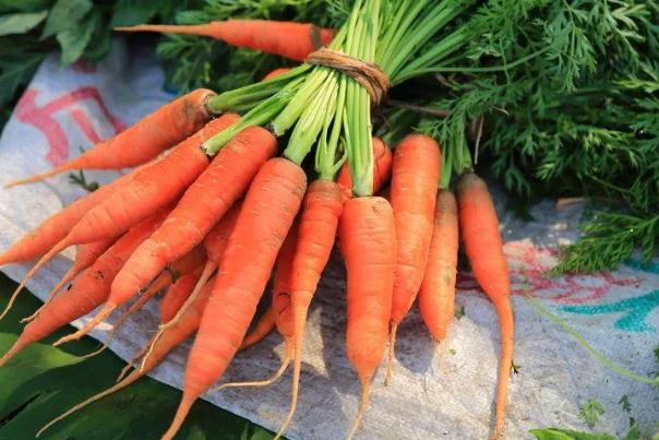 胡蘿卜要不要削皮 胡蘿卜必須過油才有營(yíng)養(yǎng)嗎 胡蘿卜要不要削皮 胡蘿卜必須過油才有營(yíng)養(yǎng)嗎