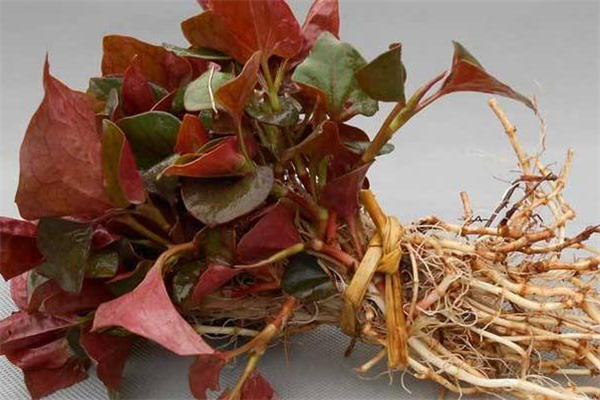 魚腥草可以治咳嗽嗎 魚腥草可以天天吃嗎 魚腥草可以治咳嗽嗎 魚腥草可以天天吃嗎