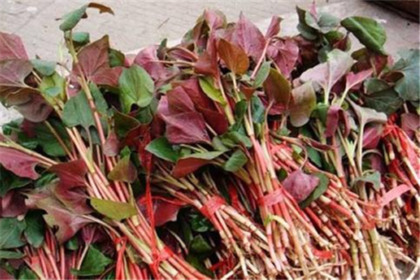 魚(yú)腥草有消炎的作用嗎 魚(yú)腥草有什么功效 魚(yú)腥草有消炎的作用嗎 魚(yú)腥草有什么功效