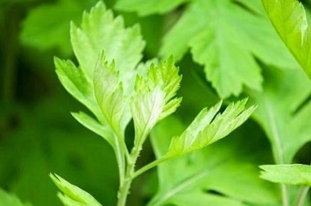 艾葉有什么藥效 艾葉有效期有多長 艾葉有什么藥效 艾葉有效期有多長