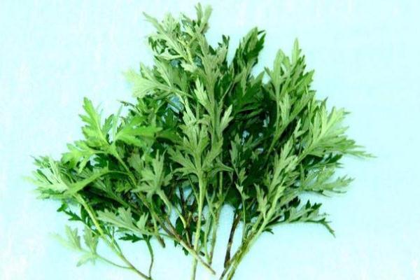 艾葉有什么藥效 艾葉有效期有多長 艾葉有什么藥效 艾葉有效期有多長