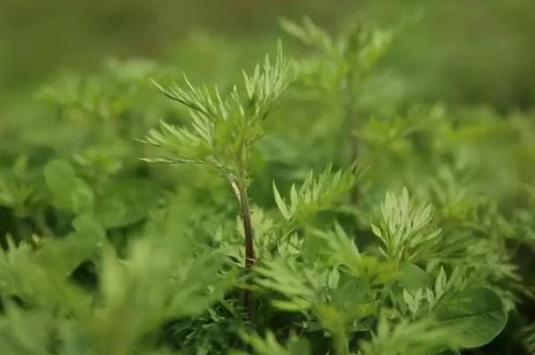 艾葉有什么藥效 艾葉有效期有多長 艾葉有什么藥效 艾葉有效期有多長