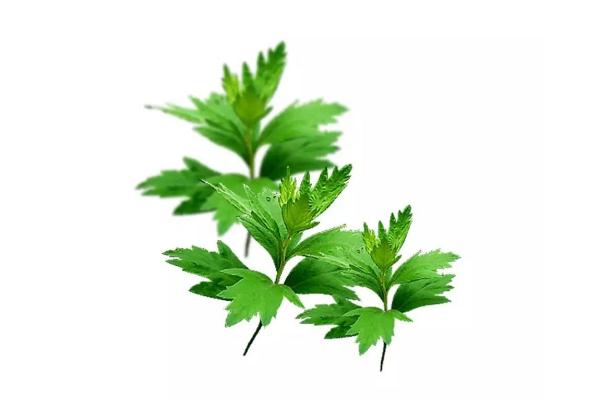 艾葉的藥用功效 艾葉的成分 艾葉的藥用功效 艾葉的成分