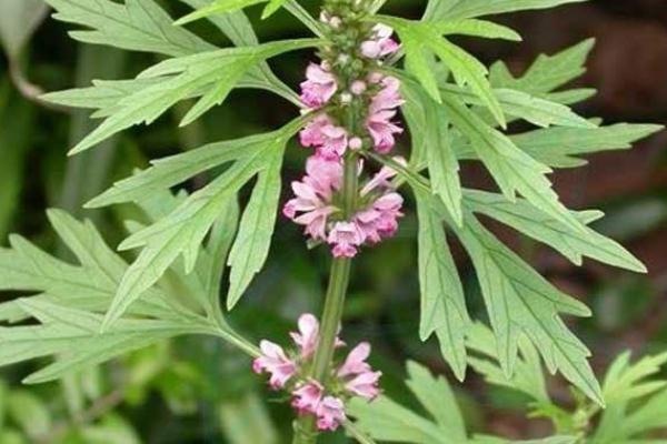 益母草可以催月經(jīng)嗎 益母草催經(jīng)吃幾天 益母草可以催月經(jīng)嗎 益母草催經(jīng)吃幾天