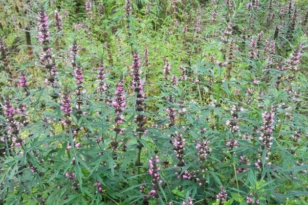 益母草可以治痛經(jīng)嗎 益母草可以調(diào)理月經(jīng)量少嗎