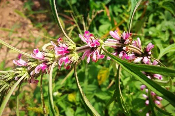益母草可以天天喝嗎 益母草天天喝有何好處 益母草可以天天喝嗎 益母草天天喝有何好處