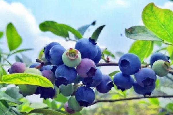 藍莓有啥營養(yǎng) 藍莓有什么用 藍莓有啥營養(yǎng) 藍莓有什么用