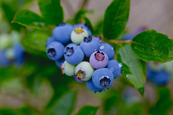 藍莓可以放幾天 藍莓放冰箱可以放多久 藍莓可以放幾天 藍莓放冰箱可以放多久