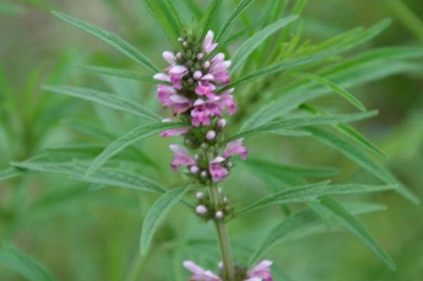 益母草的用量 益母草的副作用有哪些 益母草的用量 益母草的副作用有哪些