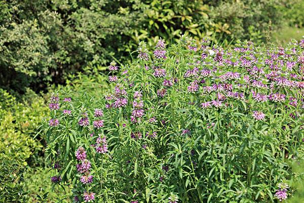 益母草有什么藥效 益母草有激素嗎 益母草有什么藥效 益母草有激素嗎