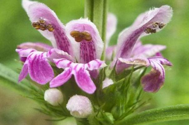 益母草可以空腹吃嗎 空腹喝了益母草怎么辦