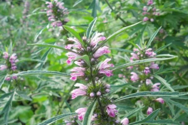 益母草有什么藥效 益母草有激素嗎 益母草有什么藥效 益母草有激素嗎