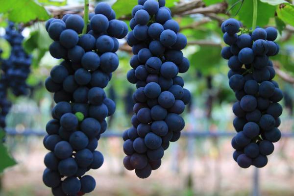 吃葡萄會不會長胖 吃葡萄的好處與壞處 吃葡萄會不會長胖 吃葡萄的好處與壞處