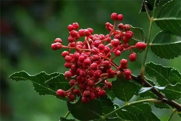 花椒新鮮的好還是干的好 花椒新鮮的可以吃嗎 花椒新鮮的好還是干的好 花椒新鮮的可以吃嗎