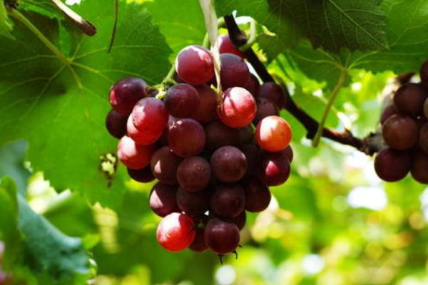 葡萄對心臟有好處嗎 葡萄對肝病有好處嗎 葡萄對心臟有好處嗎 葡萄對肝病有好處嗎