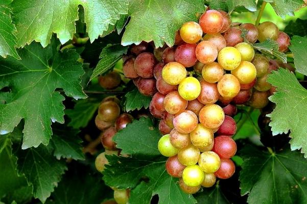 葡萄對心臟有好處嗎 葡萄對肝病有好處嗎 葡萄對心臟有好處嗎 葡萄對肝病有好處嗎