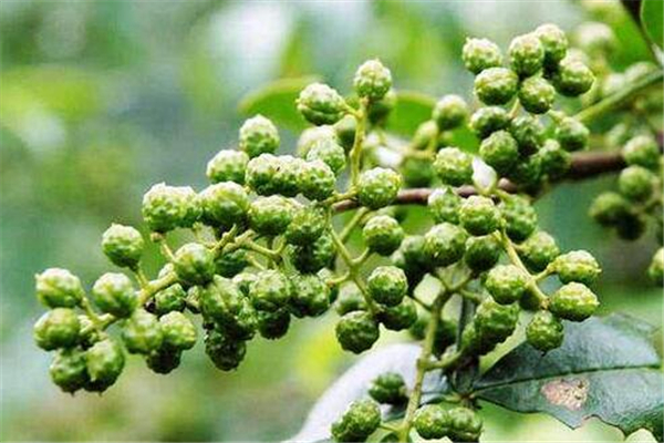 花椒新鮮的好還是干的好 花椒新鮮的可以吃嗎 花椒新鮮的好還是干的好 花椒新鮮的可以吃嗎