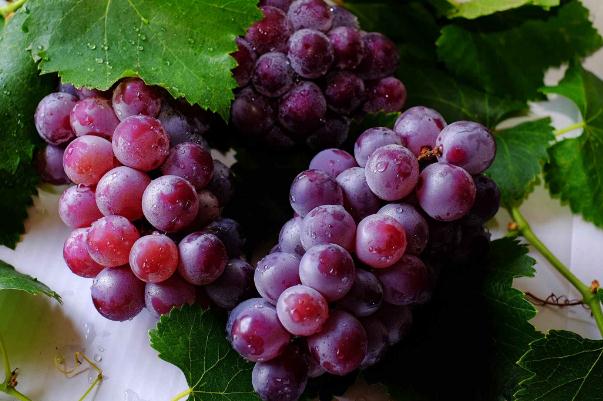 葡萄對心臟有好處嗎 葡萄對肝病有好處嗎 葡萄對心臟有好處嗎 葡萄對肝病有好處嗎