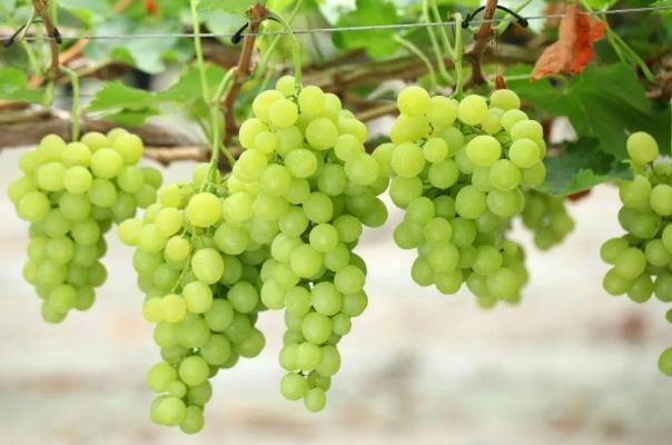 葡萄對眼睛有什么好處 葡萄對胃好嗎 葡萄對眼睛有什么好處 葡萄對胃好嗎
