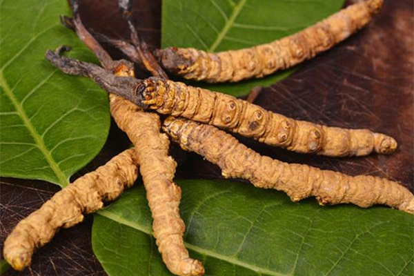 蟲草會上火嗎 蟲草適合什么季節(jié)吃 蟲草會上火嗎 蟲草適合什么季節(jié)吃