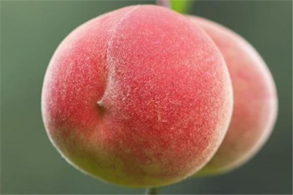 桃子可以冷凍吃嗎 桃子怎么吃最好吃 桃子可以冷凍吃嗎 桃子怎么吃最好吃