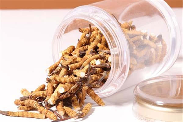 蟲(chóng)草一次吃多少合適 蟲(chóng)草吃多了有什么危害 蟲(chóng)草一次吃多少合適 蟲(chóng)草吃多了有什么危害