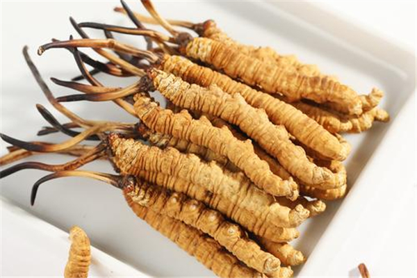 蟲草可以改善失眠嗎 蟲草有什么功效 蟲草可以改善失眠嗎 蟲草有什么功效