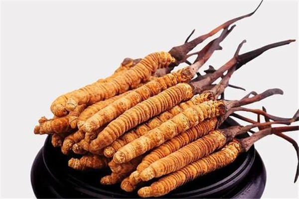 蟲草可以改善失眠嗎 蟲草有什么功效 蟲草可以改善失眠嗎 蟲草有什么功效