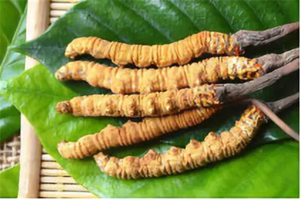 蟲(chóng)草一次吃多少合適 蟲(chóng)草吃多了有什么危害 蟲(chóng)草一次吃多少合適 蟲(chóng)草吃多了有什么危害