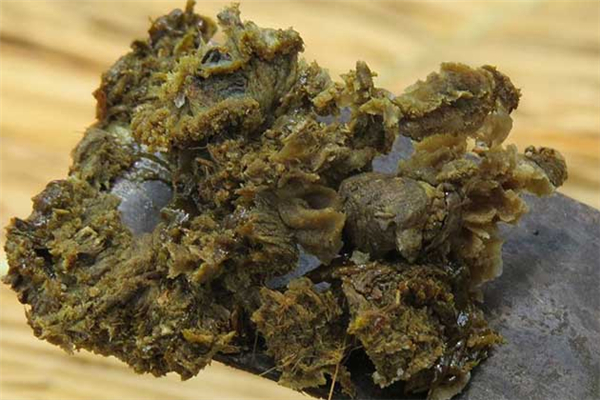 蜂膠可以治口腔潰瘍嗎 蜂膠可以治療哪些癥狀 蜂膠可以治口腔潰瘍嗎 蜂膠可以治療哪些癥狀