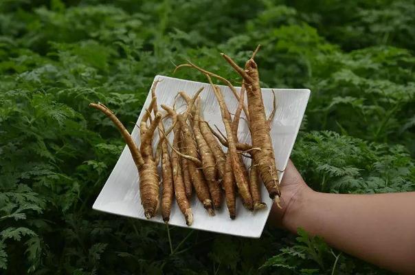 當(dāng)歸有毒性嗎 當(dāng)歸有幾個(gè)品種