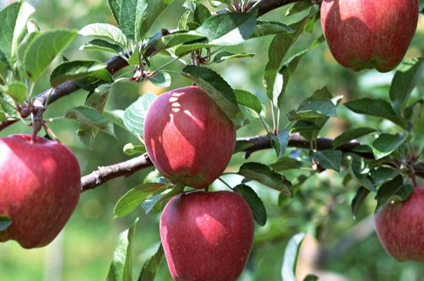 蘋(píng)果血糖高的人能吃嗎 蘋(píng)果血糖高的孕婦可以吃嗎