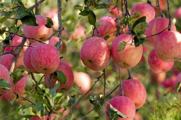 吃蘋果可以喝酸奶嗎 吃蘋果可以祛痘嗎 吃蘋果可以喝酸奶嗎 吃蘋果可以祛痘嗎