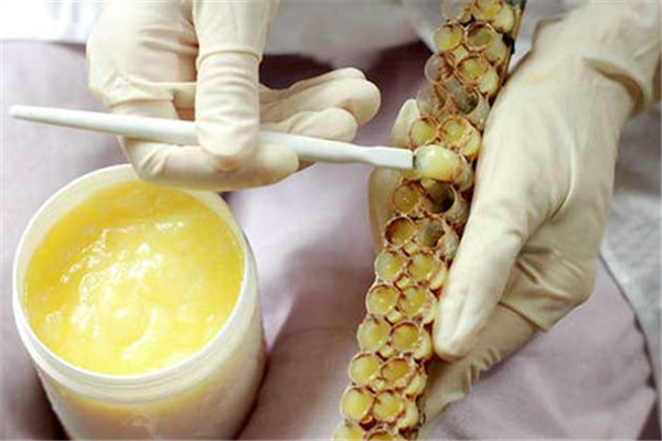 蜂王漿怎么生產出來的 蜂王漿是怎么形成的 蜂王漿怎么生產出來的 蜂王漿是怎么形成的