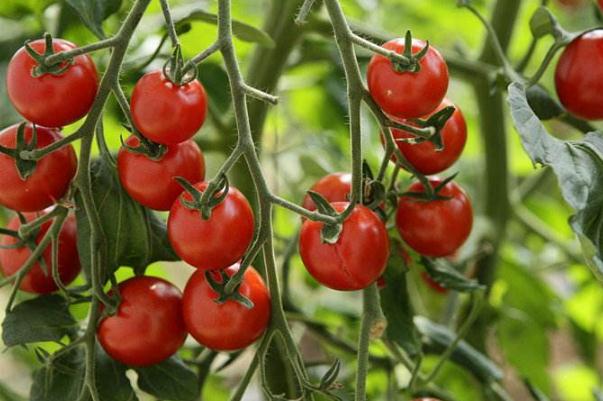 圣女果可以空腹吃嗎 圣女果可以放多久 圣女果可以空腹吃嗎 圣女果可以放多久