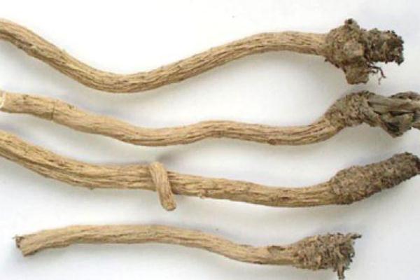 板藍根對咽炎有效果嗎 板藍根對鼻炎有效嗎 板藍根對咽炎有效果嗎 板藍根對鼻炎有效嗎