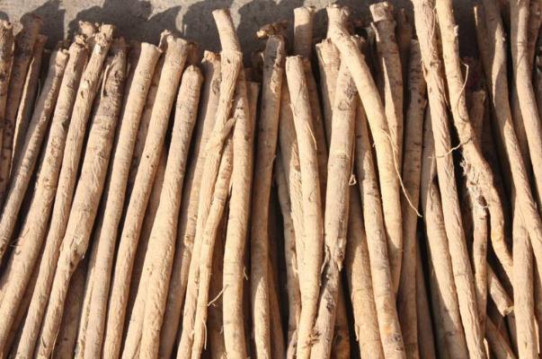 板藍根會使血糖升高嗎 板藍根對感冒有效嗎 板藍根會使血糖升高嗎 板藍根對感冒有效嗎