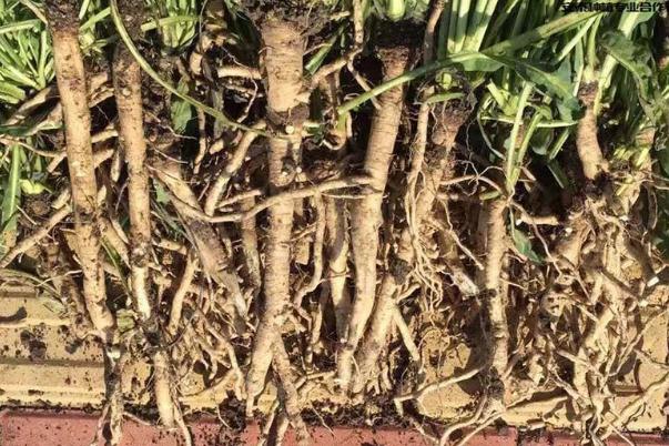 板藍(lán)根治感冒嗎 板藍(lán)根治療哪種感冒