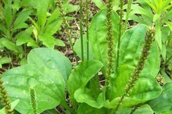 車前草的功效與作用 車前草的禁忌 車前草的功效與作用 車前草的禁忌