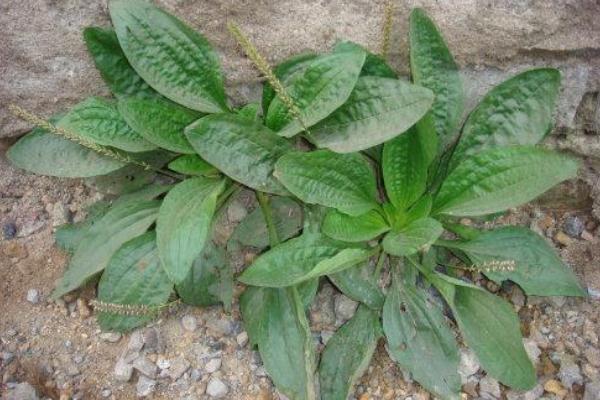 車前草對(duì)痔瘡有治療作用嗎 車前草能降血糖嗎 