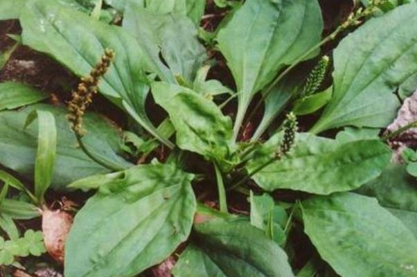 車前草的功效與作用 車前草的禁忌 車前草的功效與作用 車前草的禁忌