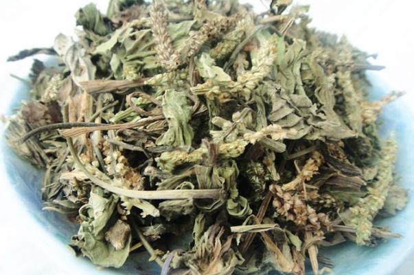 車前草對(duì)痔瘡有治療作用嗎 車前草能降血糖嗎 