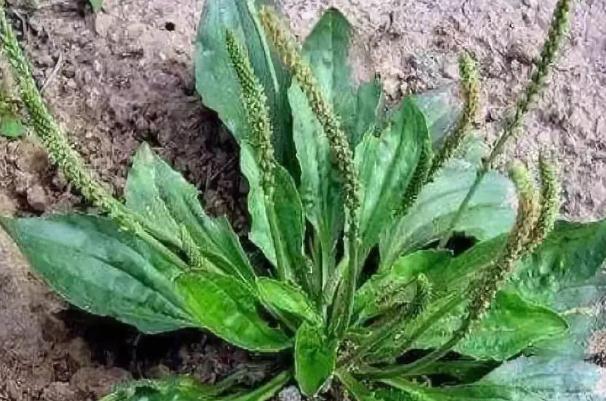 車前草的功效與作用 車前草的禁忌 車前草的功效與作用 車前草的禁忌