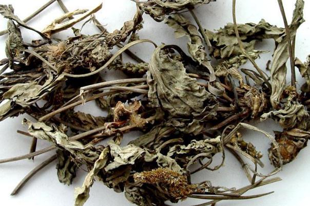 車(chē)前草可以泡腳嗎 車(chē)前草泡腳有什么好處