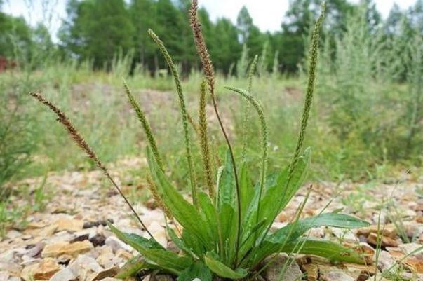 車(chē)前草可以泡腳嗎 車(chē)前草泡腳有什么好處