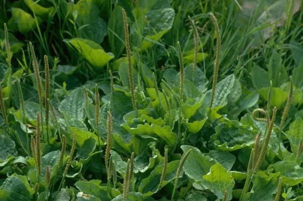 車前草對(duì)痔瘡有治療作用嗎 車前草能降血糖嗎 