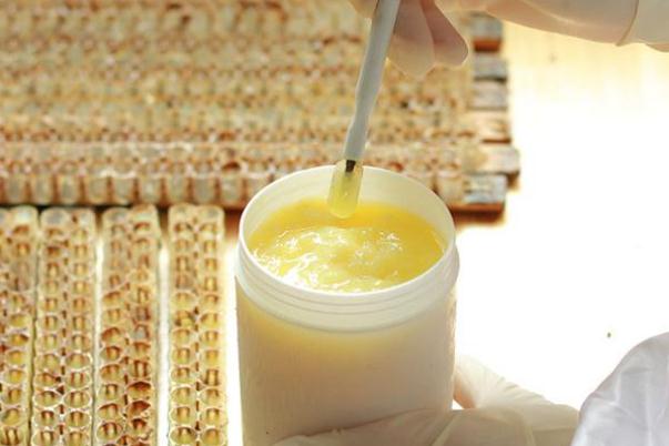 蜂王漿會發(fā)胖嗎 蜂王漿會上火嗎 蜂王漿會發(fā)胖嗎 蜂王漿會上火嗎