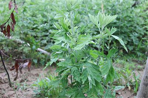 艾葉可以除螨嗎 艾葉除螨蟲最有效的辦法 艾葉可以除螨嗎 艾葉除螨蟲最有效的辦法