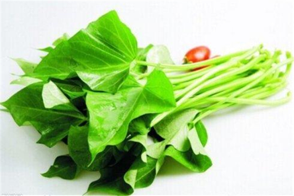 紅薯葉可以和雞蛋一起吃嗎 紅薯葉和什么搭配吃最好 紅薯葉可以和雞蛋一起吃嗎 紅薯葉和什么搭配吃最好